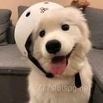 Avatar Javier Pérez